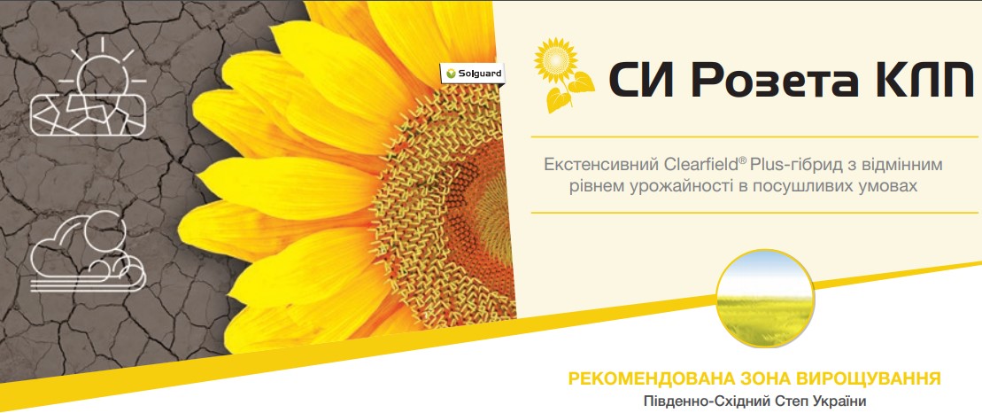 Соняшник Розета Сингента
