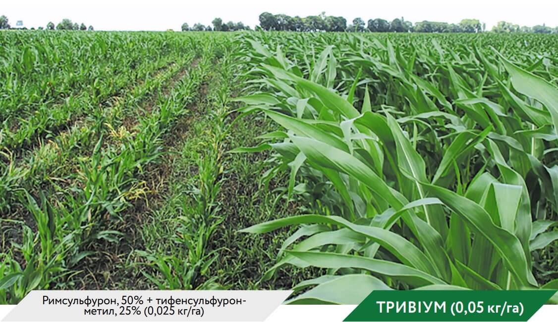Действие гербицида тривиум по кукурузе