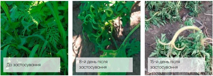 гербицид Гелиантекс контроль амброзии