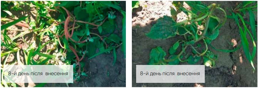 Гелиантекс 45 мл / га + ПАВ Виволт, 300 мл / га