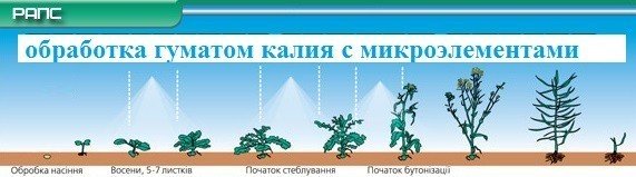 Обработка рапса гуматом калия с микроэлементами
