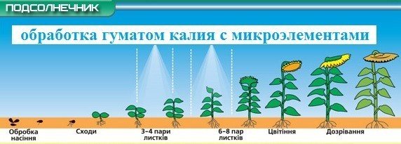 Обработка подсолнечника гуматом калия с микроэлементами