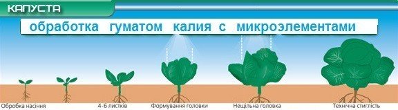 Обработка капусты гуматом калия с микроэлементами