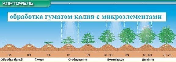 Обработка картофеля гуматом калия с микроэлементами