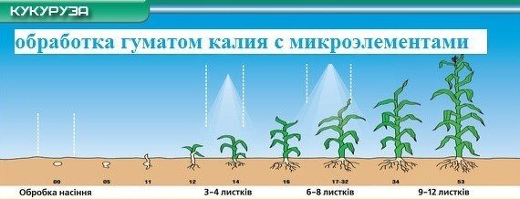 Обработка кукурузы гуматом калия с микроэлементами