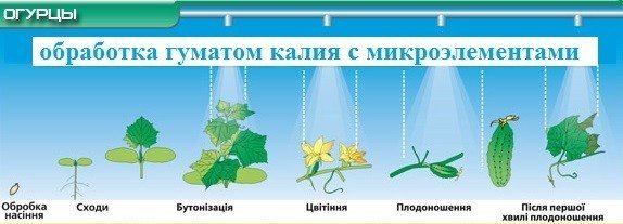 Обработка огурцов гуматом калия с микроэлементами