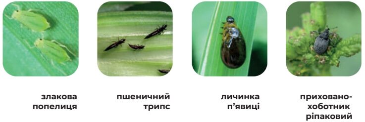 Основні види шкідників, що контролює Канонір Дуо