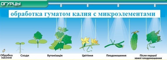 Применение Гумат калия Продуктивный рост на Огурце
