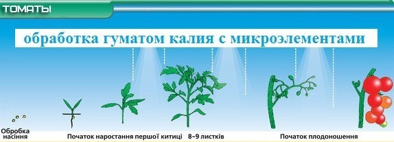 Применение Гумат калия Продуктивный рост на Томате