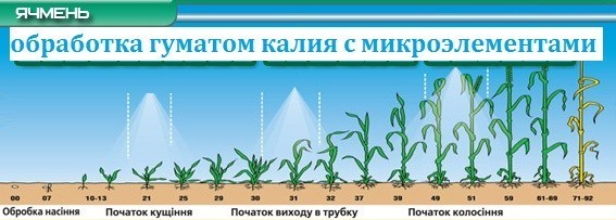 Применение Гумат калия Продуктивный рост на Зерновых