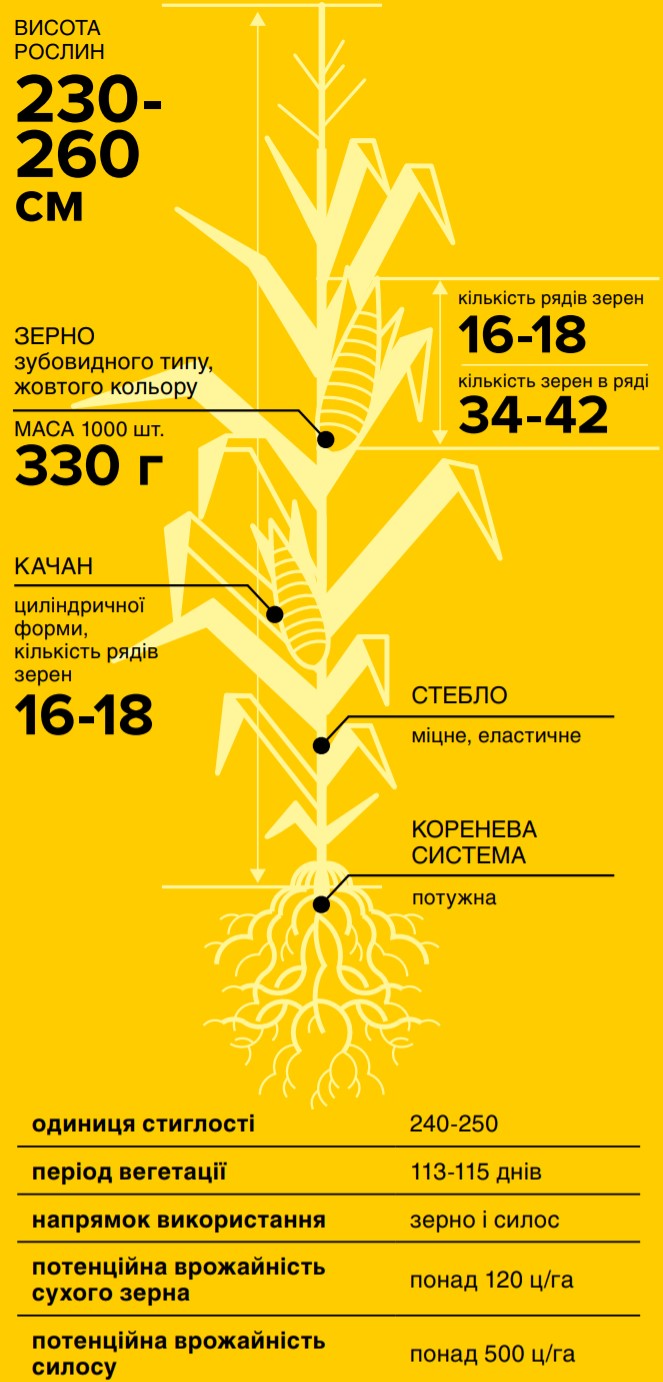 Кукурудза НС 2922 Нертус - Характеристики
