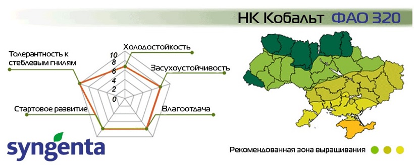 Семена Кукурузы НК Кобальт Сингента