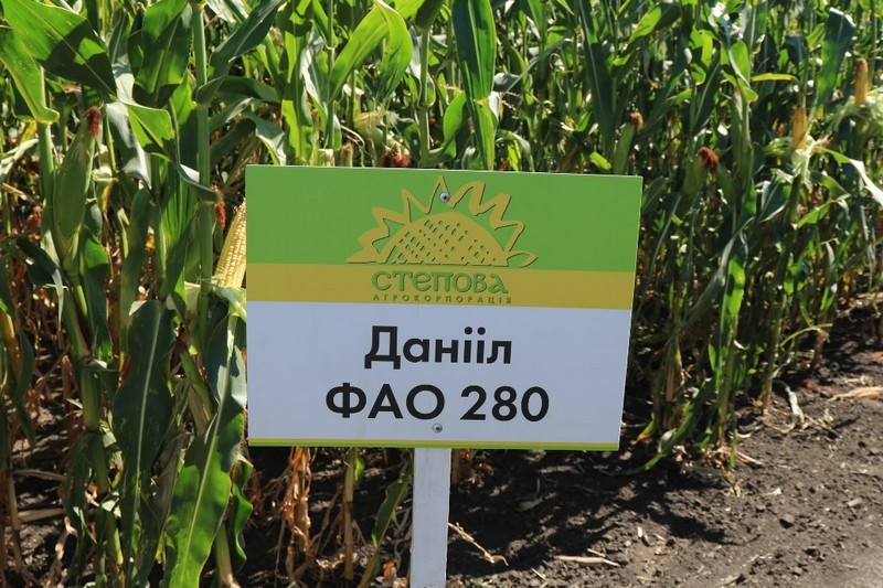 Кукуруза Даниил ФАО 280