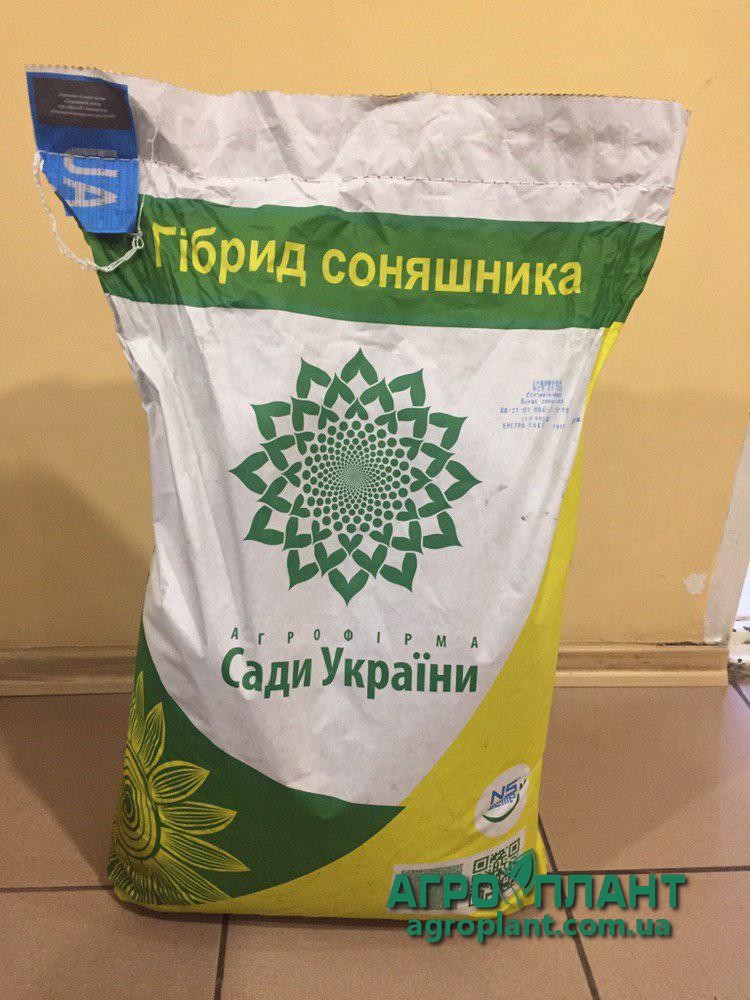 Латітуда соняшник Сади України фото спереду