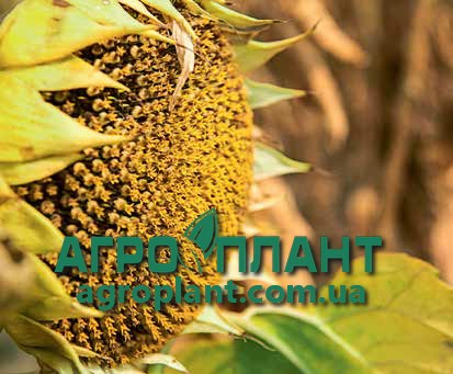 Соняшник ЛГ 5555 КЛП Лімагрейн
