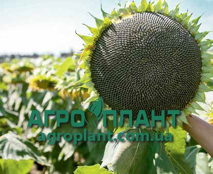 Соняшник ЛГ 5582 Лимагрейн