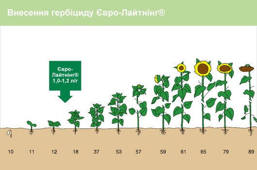 Внесення гербіциду Євро Лайтнінг