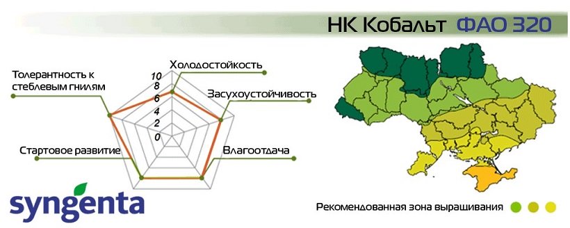 Насіння Кукурудзи НК Кобальт Сингента