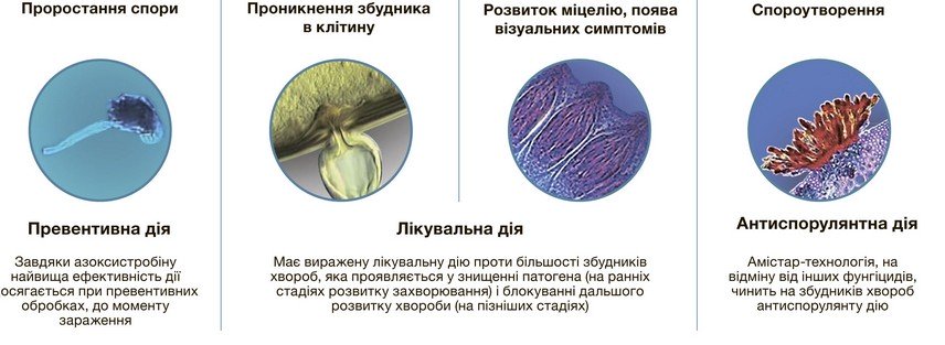 Амистар Голд